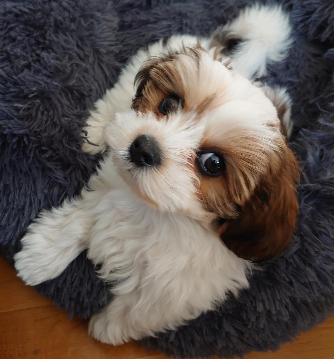 Bichon havanais Lubi billede 5