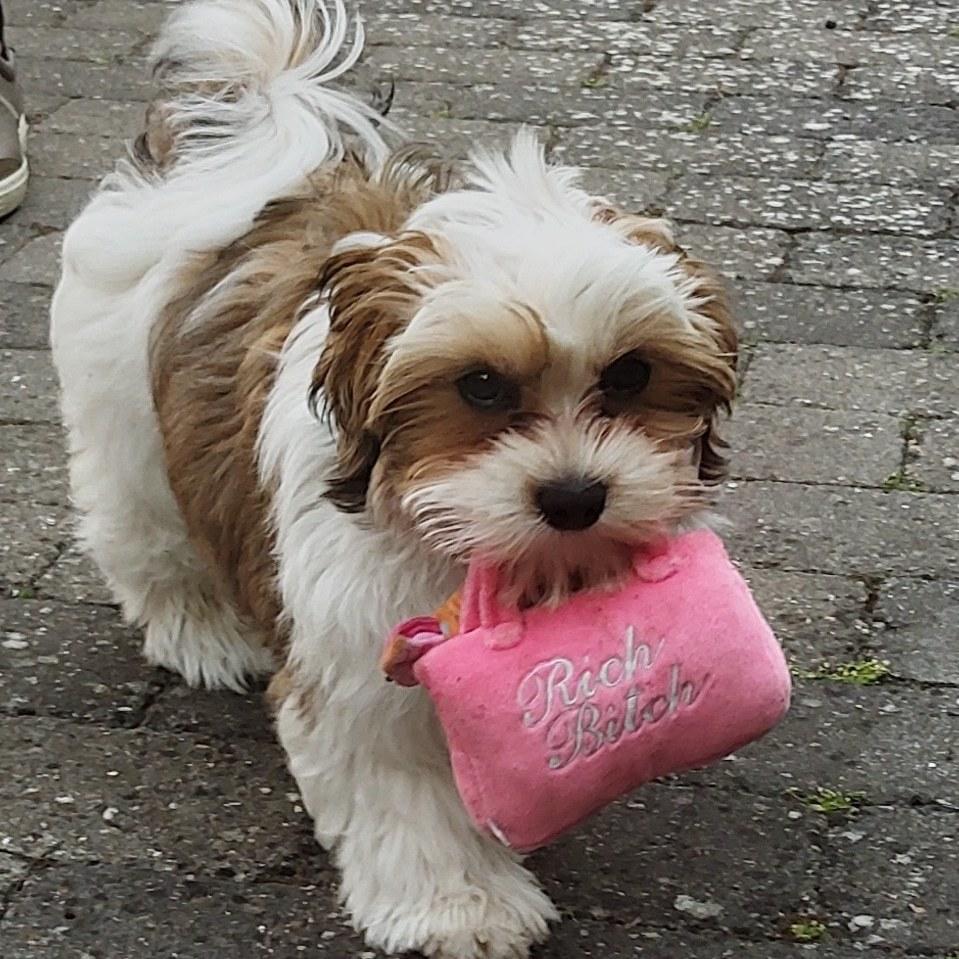 Bichon havanais Lubi billede 4