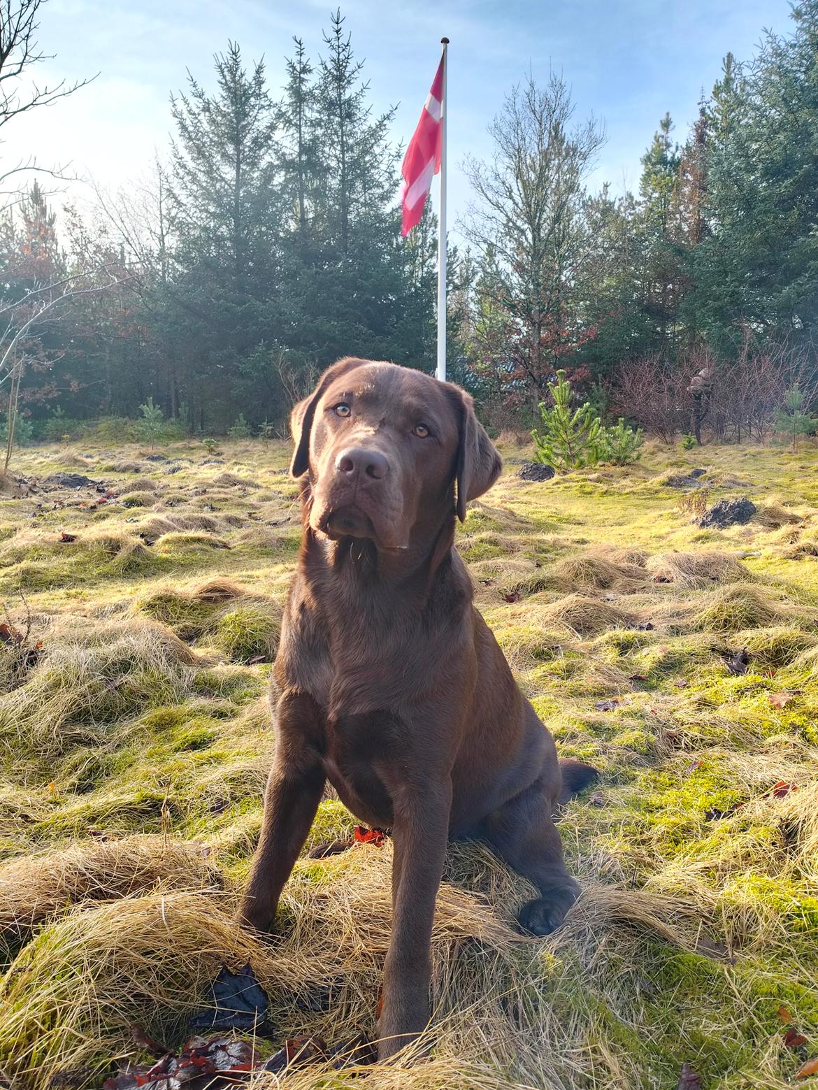 Labrador retriever Balder - 12. marts 2026 billede 45