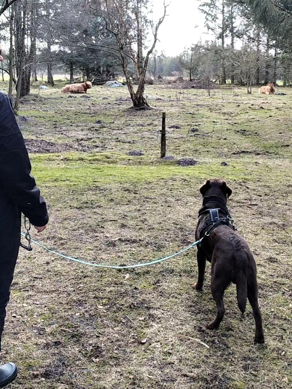 Labrador retriever Balder - 15. marts 2026 billede 46