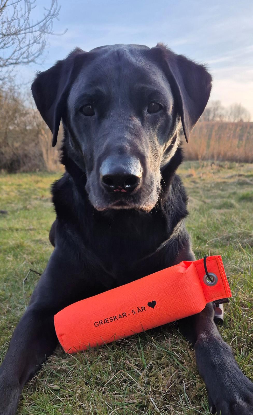 Labrador retriever Græskar * 16 03 2021 -  - 5 års fødselsdags dummy  billede 18