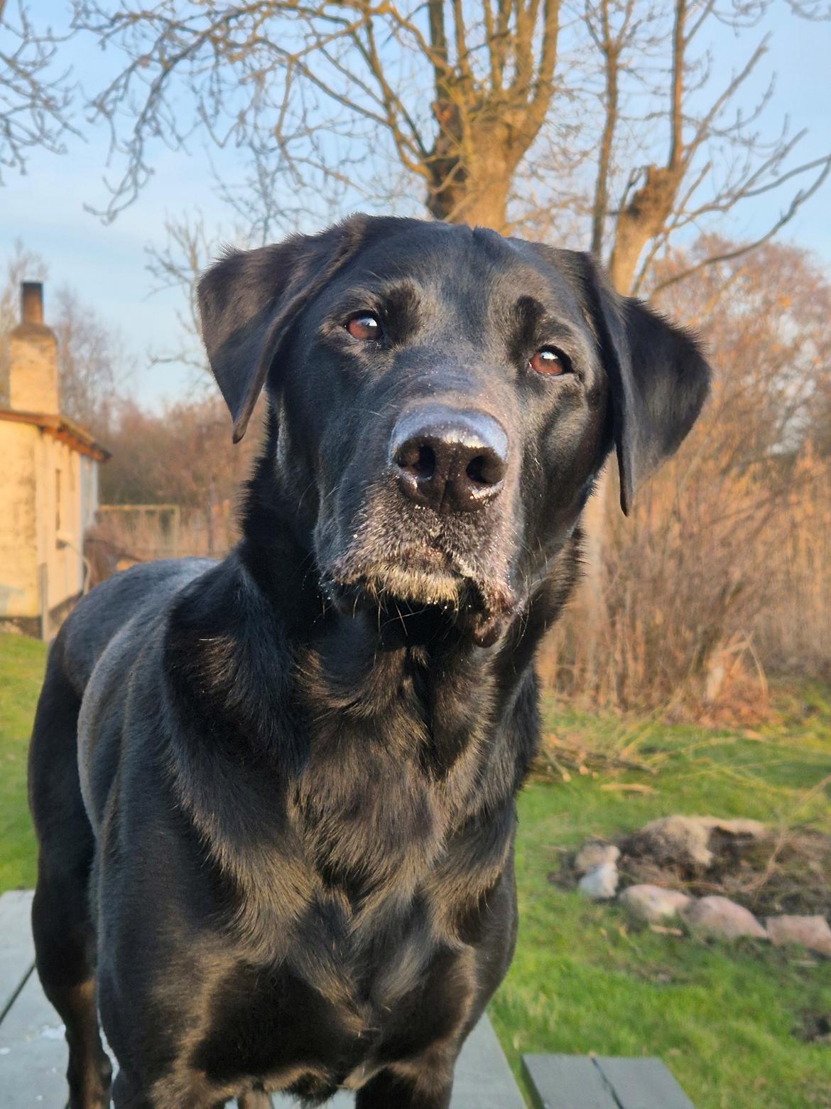 Labrador retriever Græskar * 16 03 2021 -  billede 19