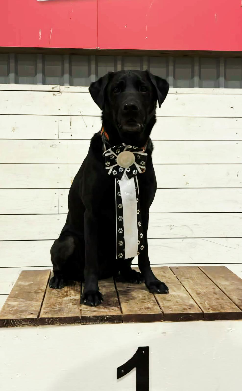 Labrador retriever Græskar * 16 03 2021 -  billede 20
