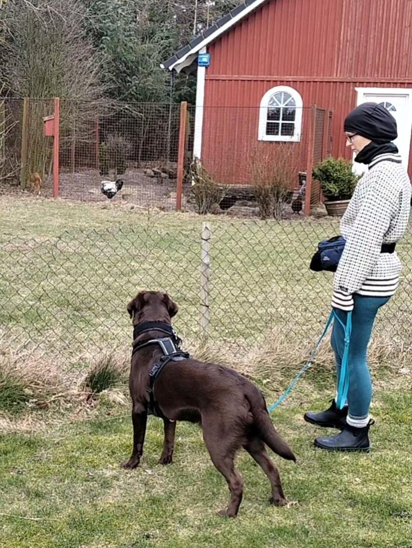 Labrador retriever Balder - 22. marts 2026 billede 47
