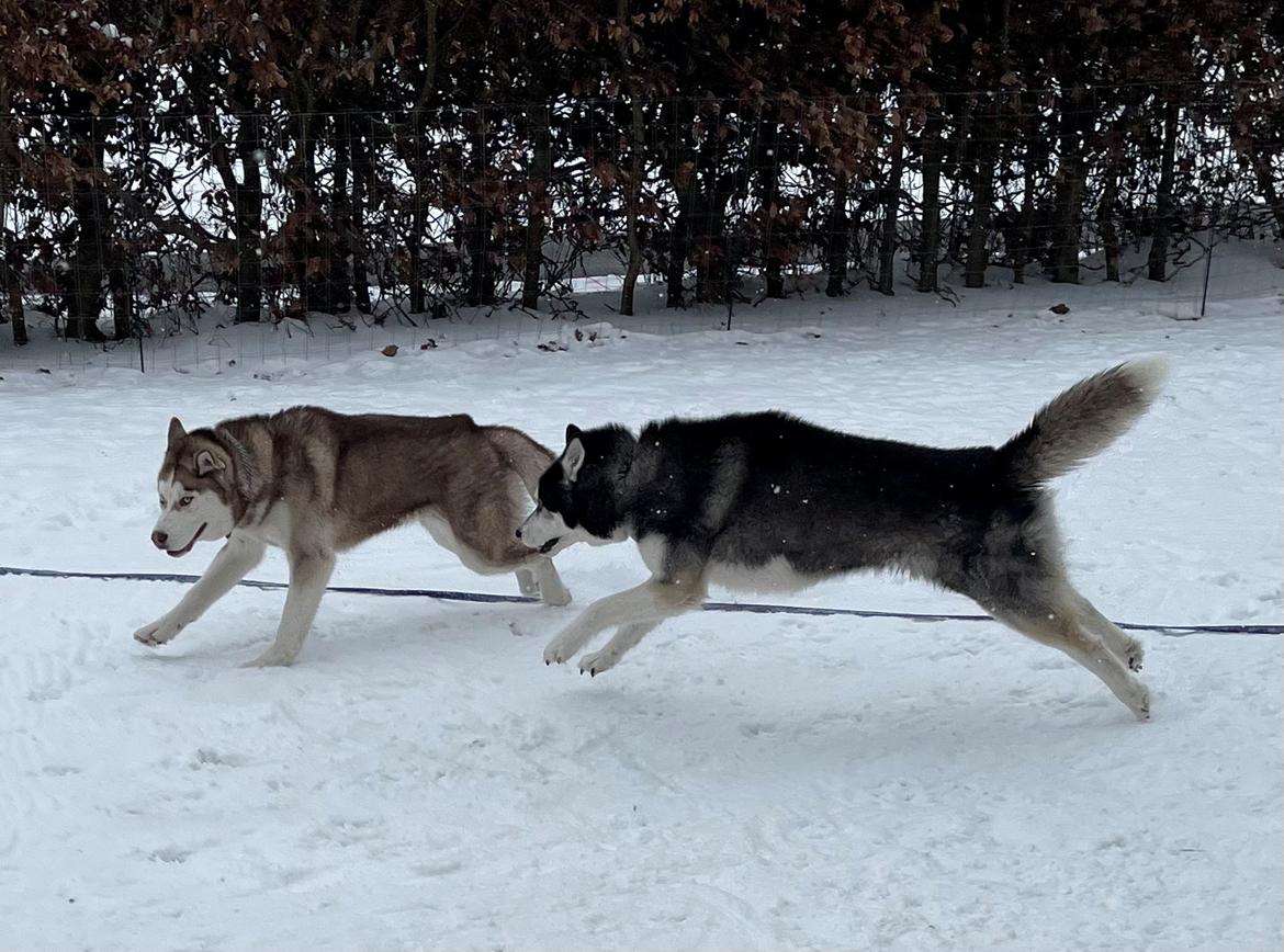 Siberian husky Basse billede 2