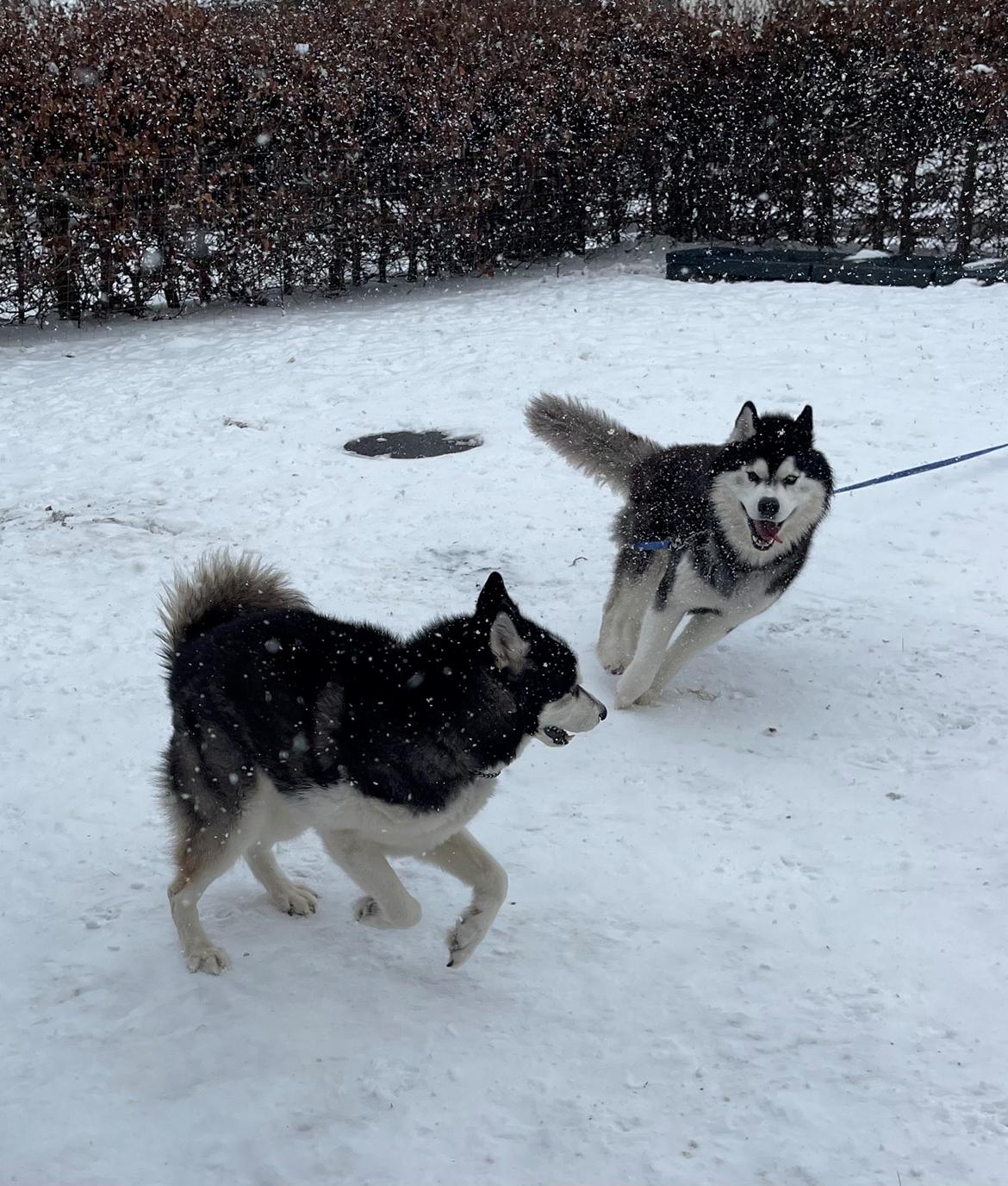 Siberian husky Basse billede 3