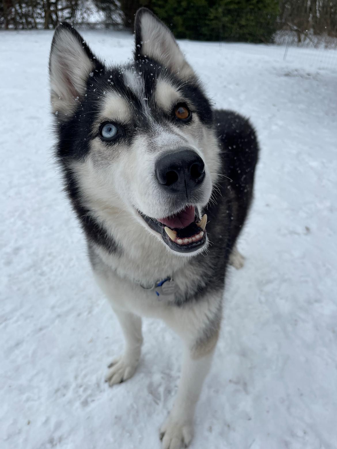Siberian husky Basse billede 1