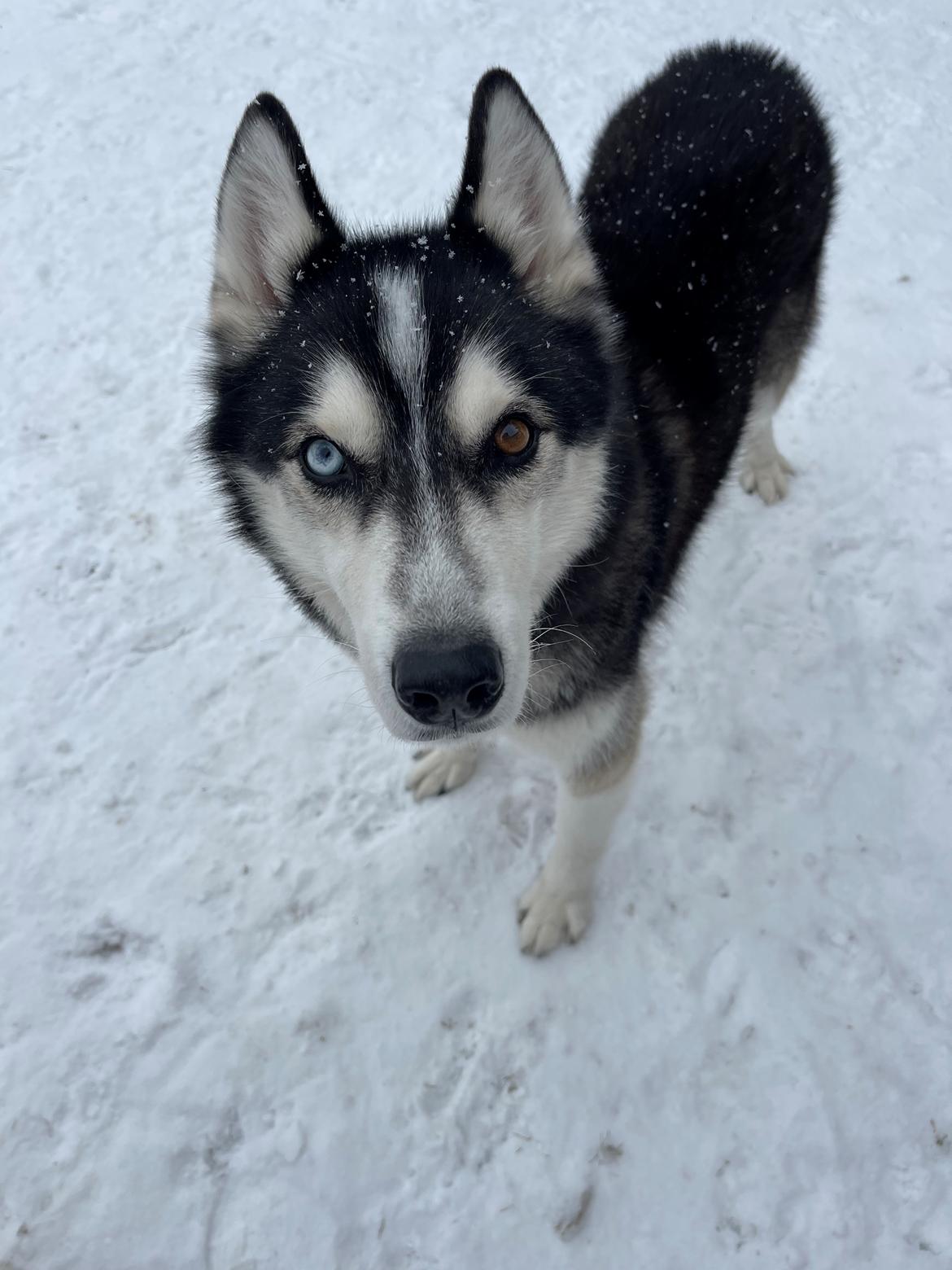 Siberian husky Basse billede 4