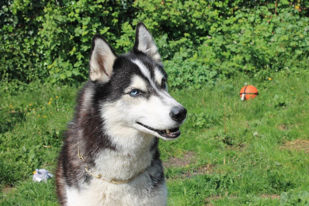 Siberian husky Basse billede 7