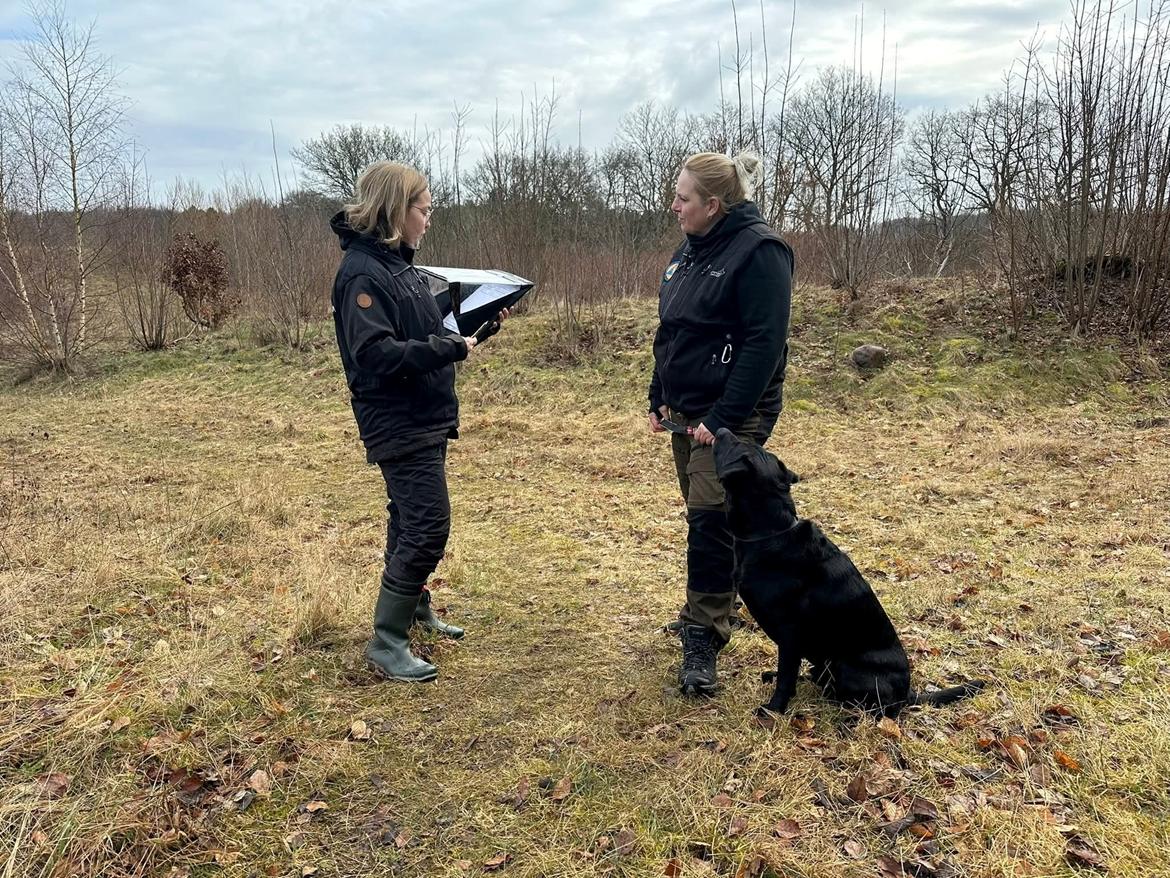 Labrador retriever Græskar * 16 03 2021 -  billede 21