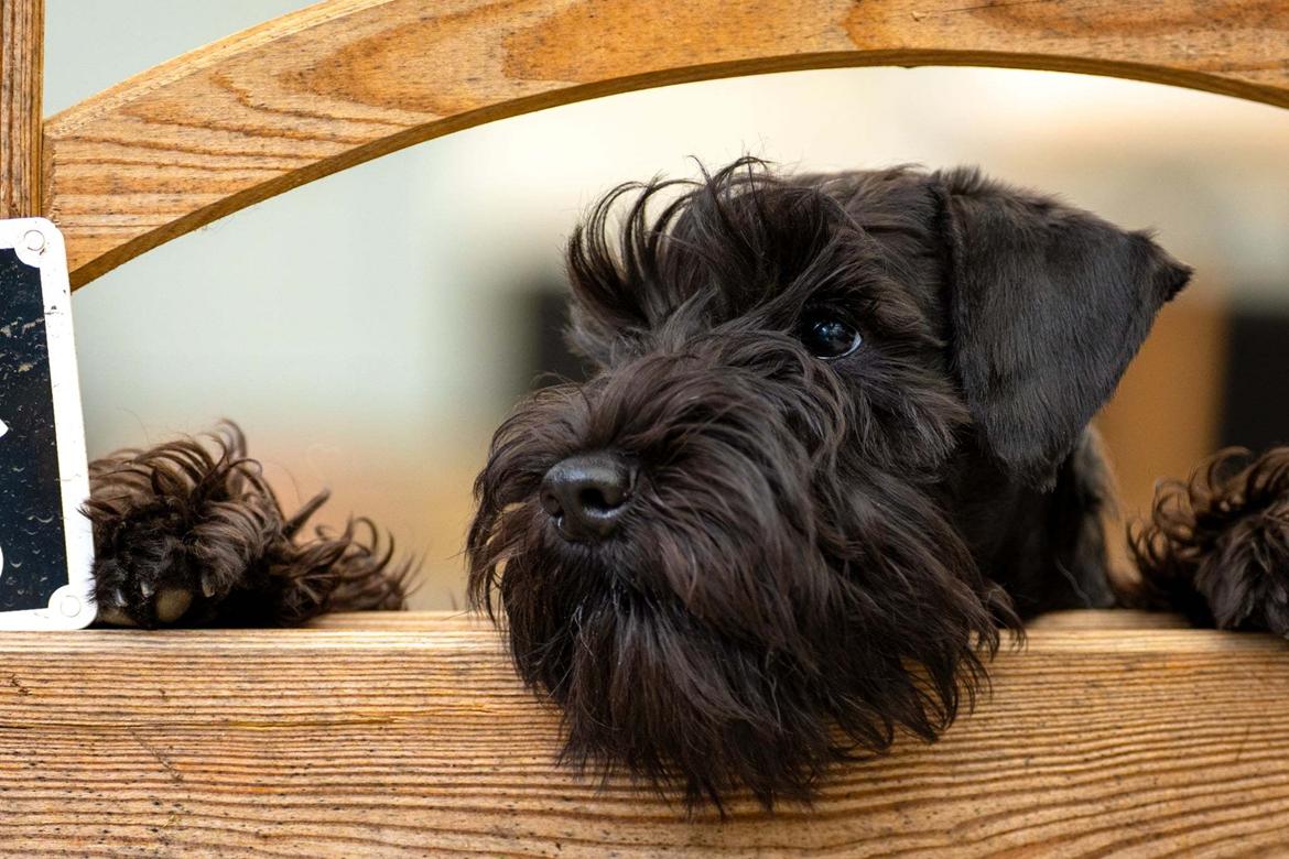 Dvaergschnauzer Alma billede 5