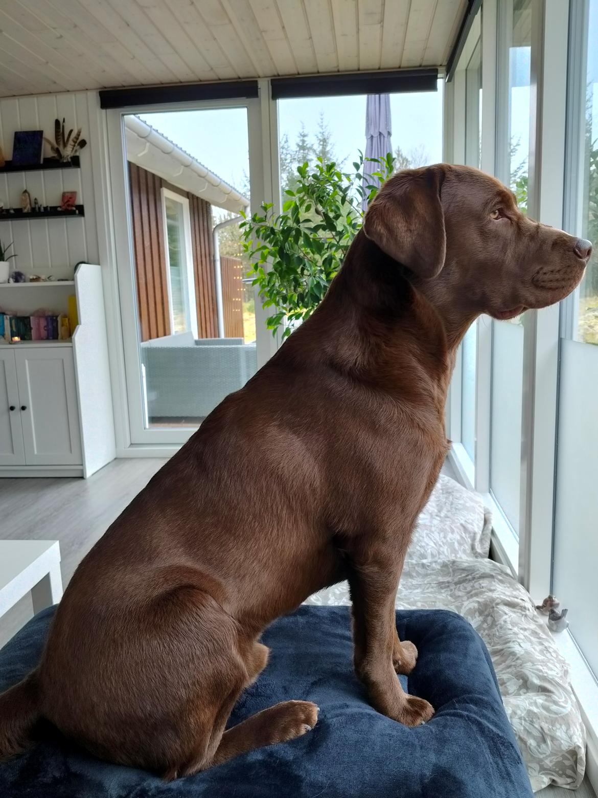 Labrador retriever Balder - 2. april 2026 billede 48