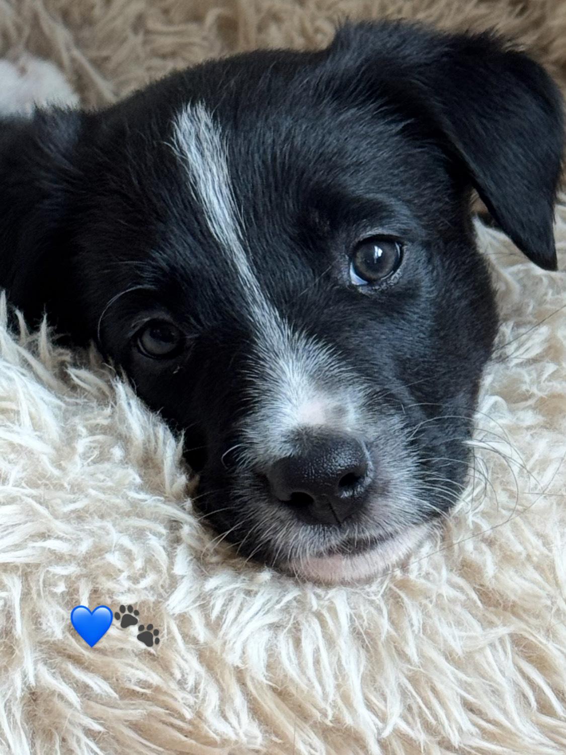 Border collie Power billede 1