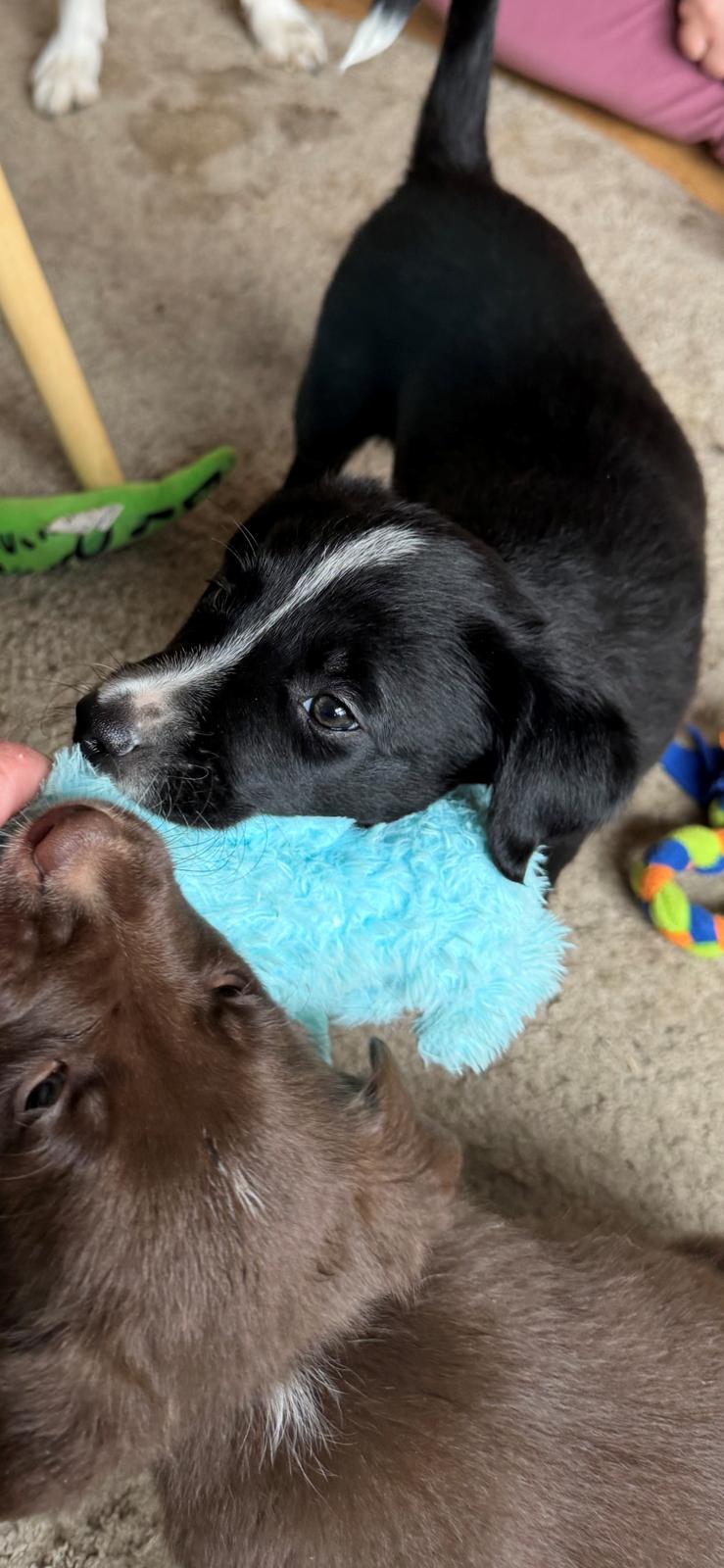 Border collie Power billede 3
