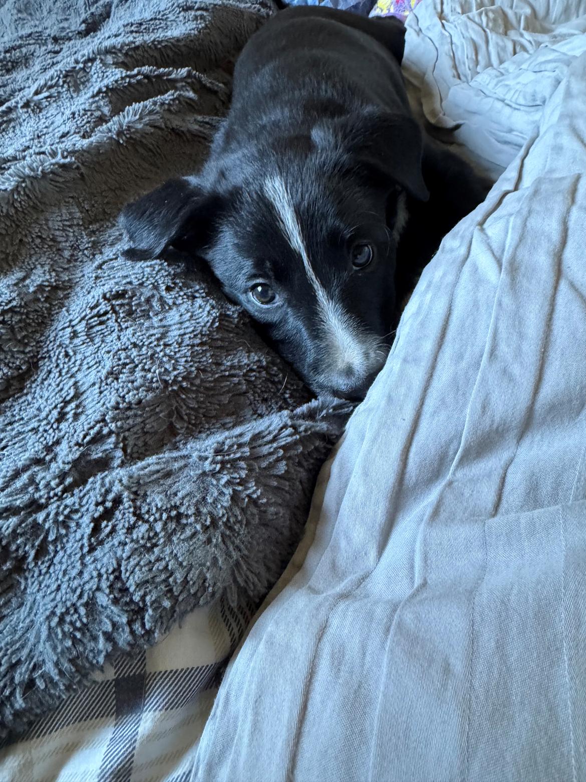 Border collie Power billede 4