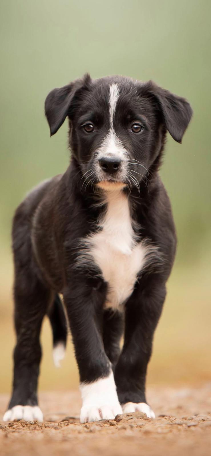 Border collie Power billede 2