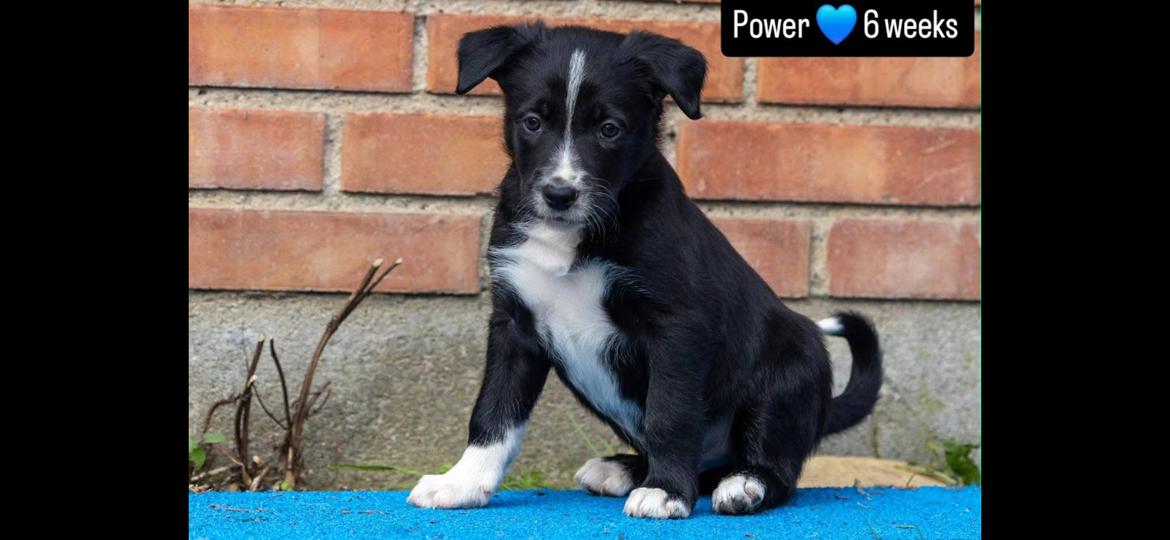 Border collie Power billede 5