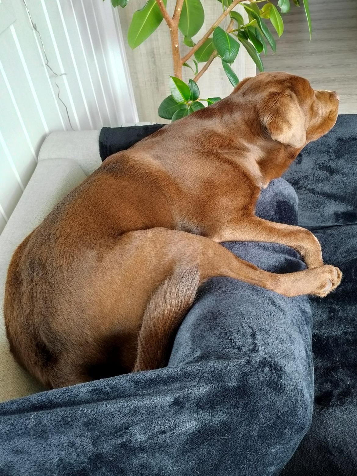 Labrador retriever Balder - 16. april 2026 billede 49