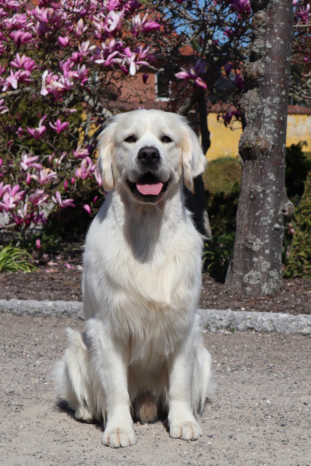 Golden retriever Goldenmermaid's Trentino - Goldenmermaid's Trentino 3 år billede 5