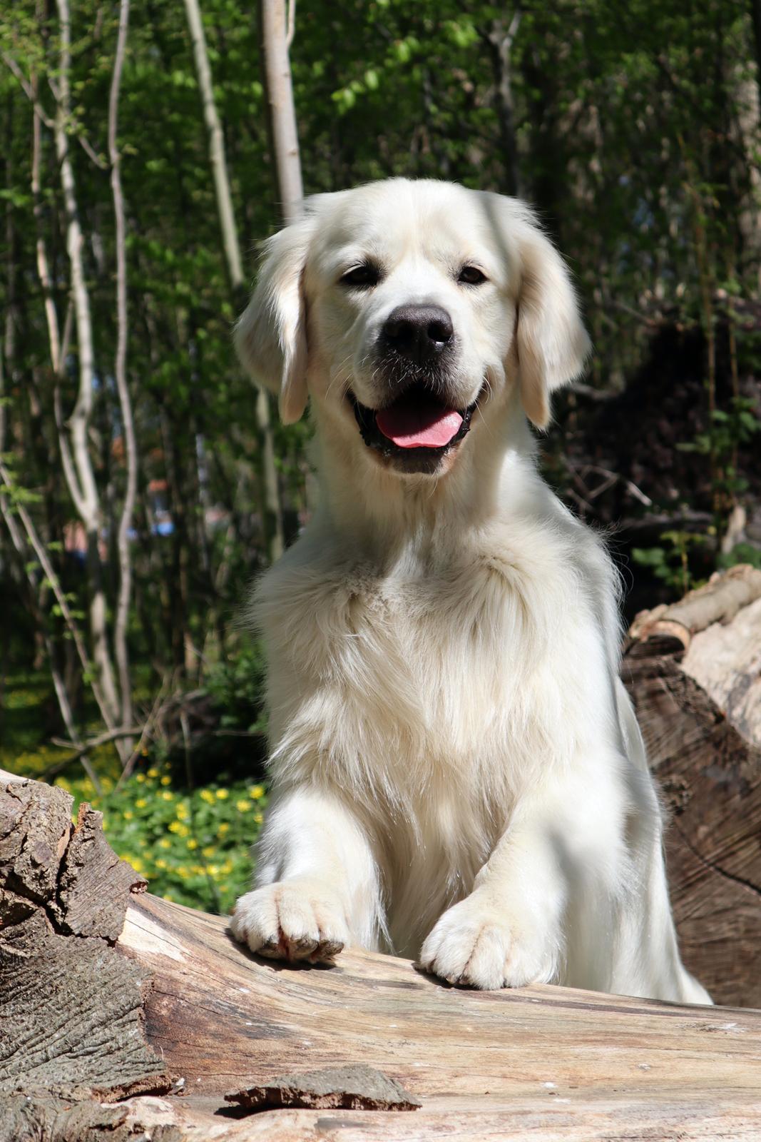 Golden retriever Goldenmermaid's Trentino - Goldenmermaid's Trentino 3 år billede 4