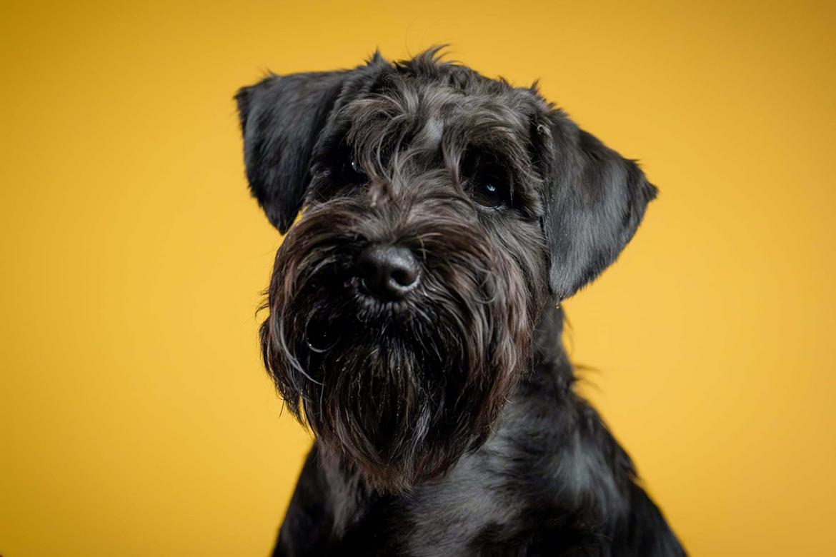 Dvaergschnauzer Alma billede 1