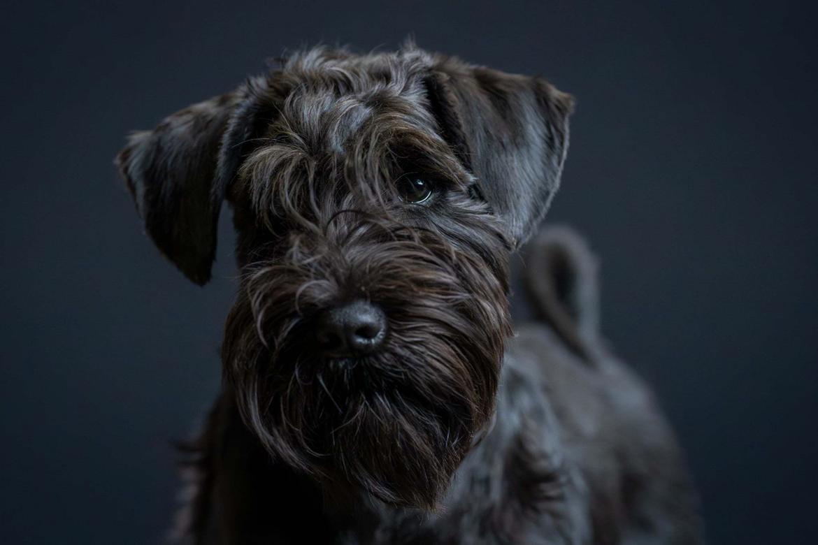 Dvaergschnauzer Alma billede 3