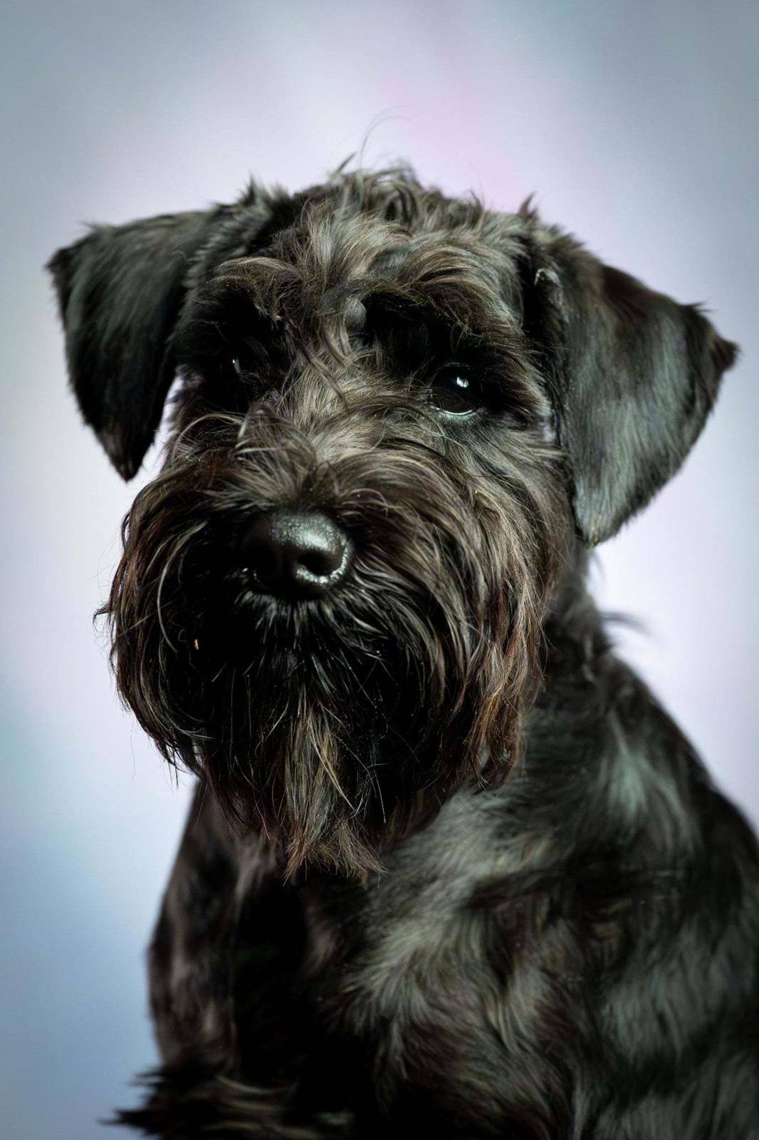 Dvaergschnauzer Alma billede 2