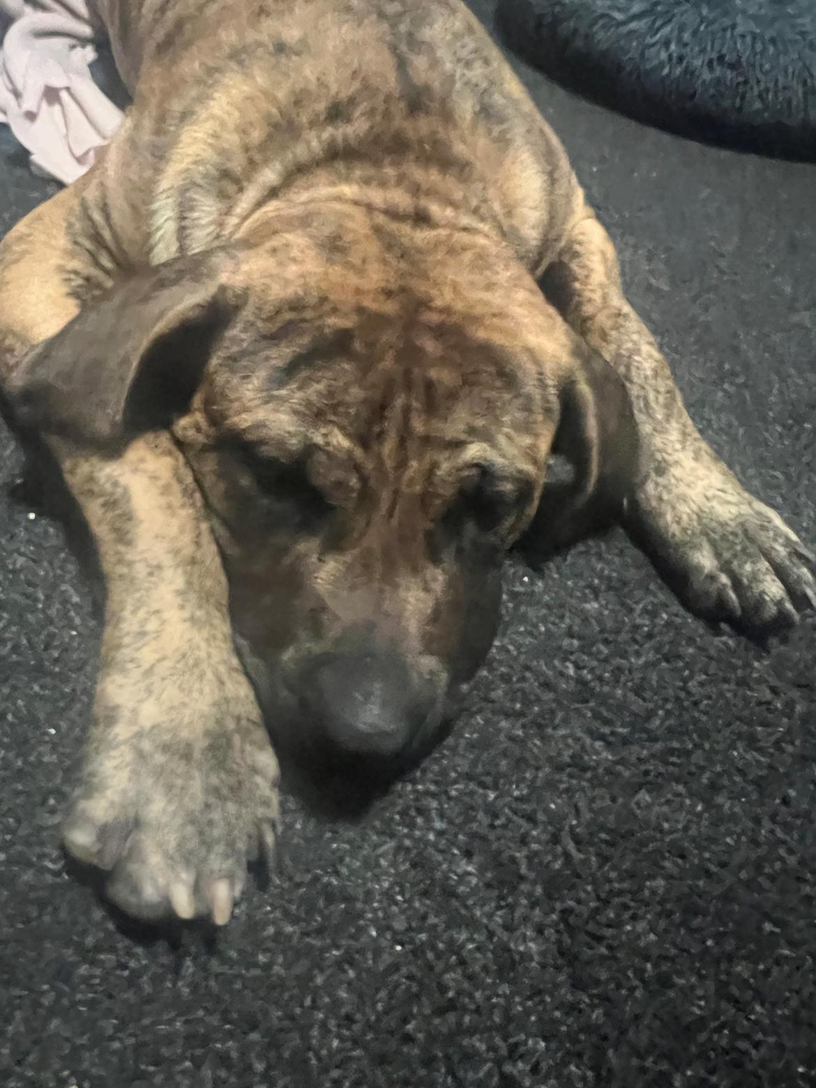 Perro de Presa Canario Pablo billede 2