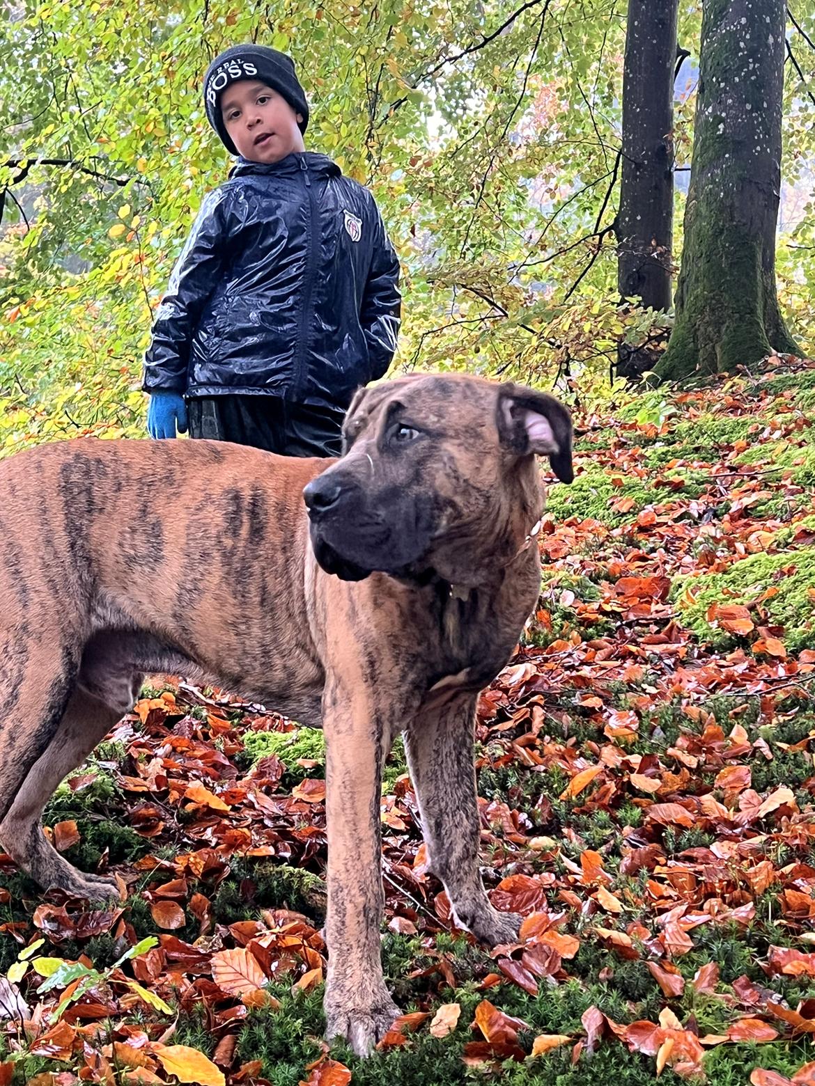 Perro de Presa Canario Pablo billede 3