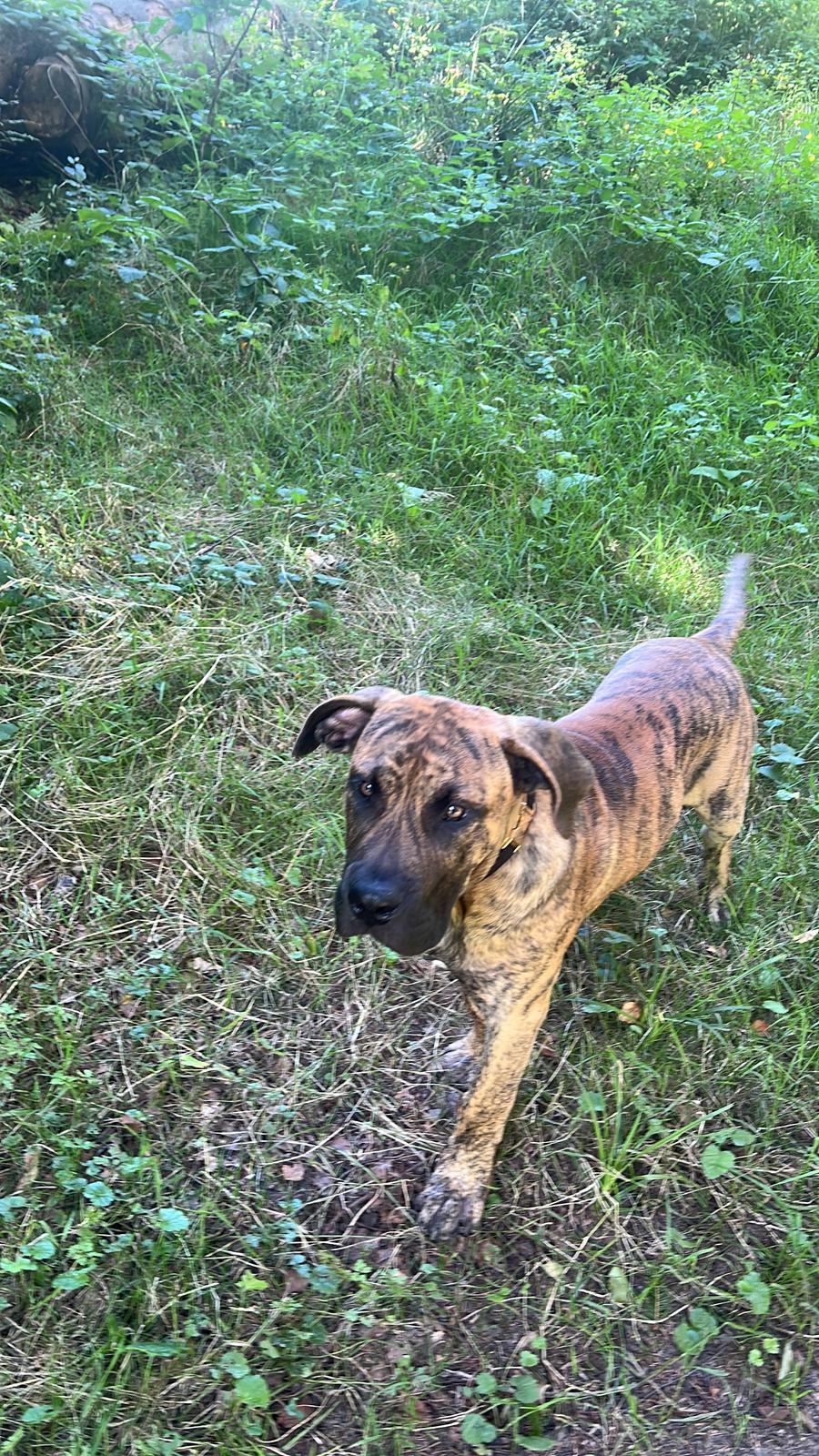 Perro de Presa Canario Pablo billede 4