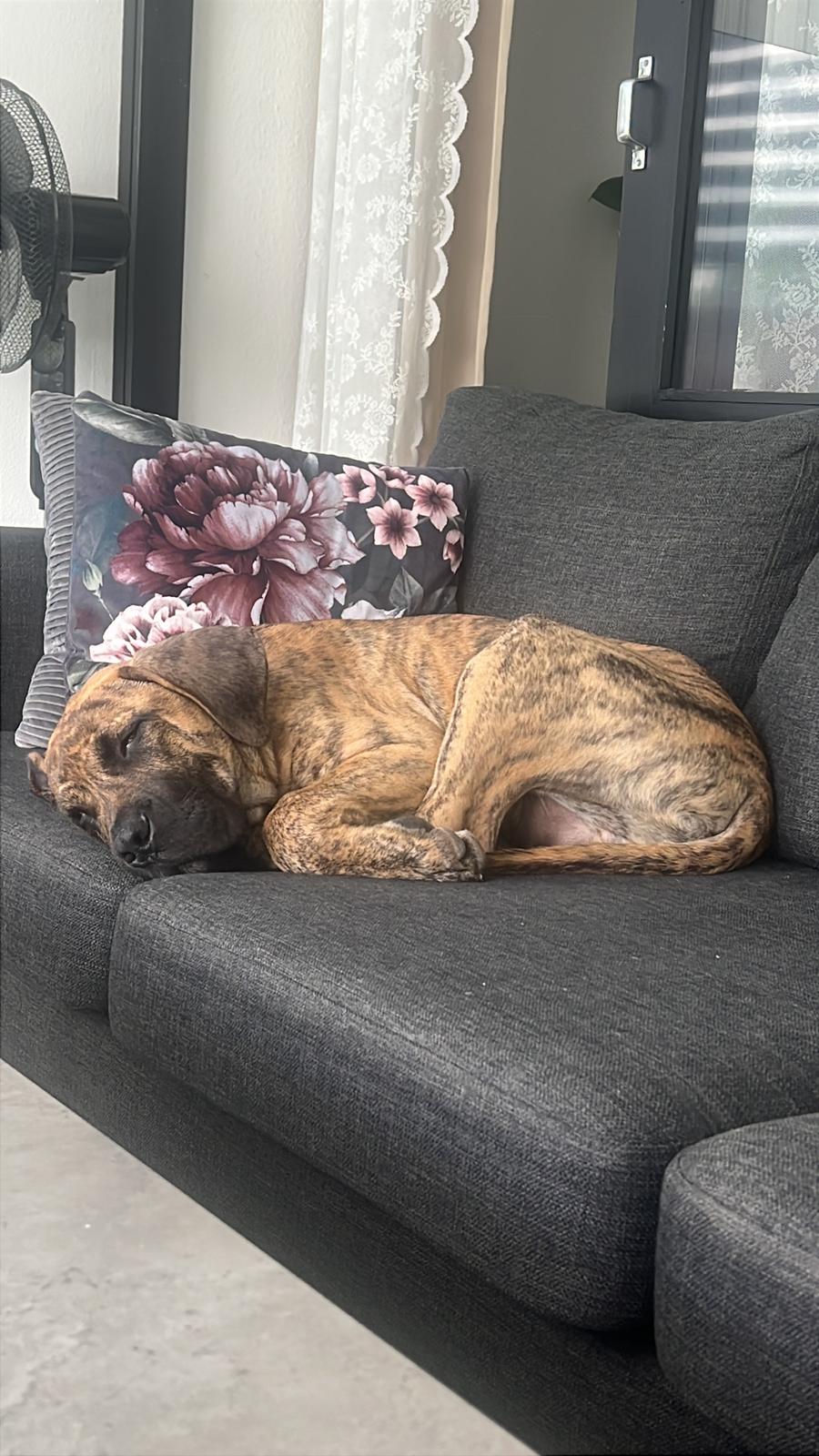 Perro de Presa Canario Pablo billede 5