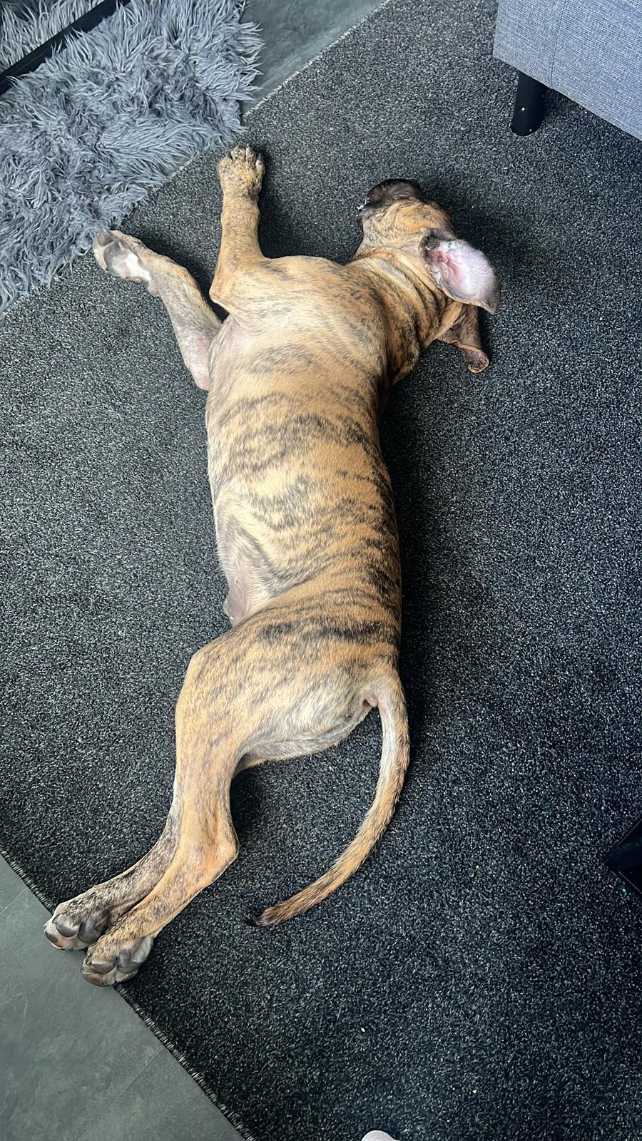Perro de Presa Canario Pablo billede 6