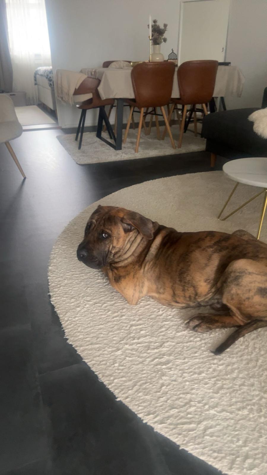 Perro de Presa Canario Pablo billede 1