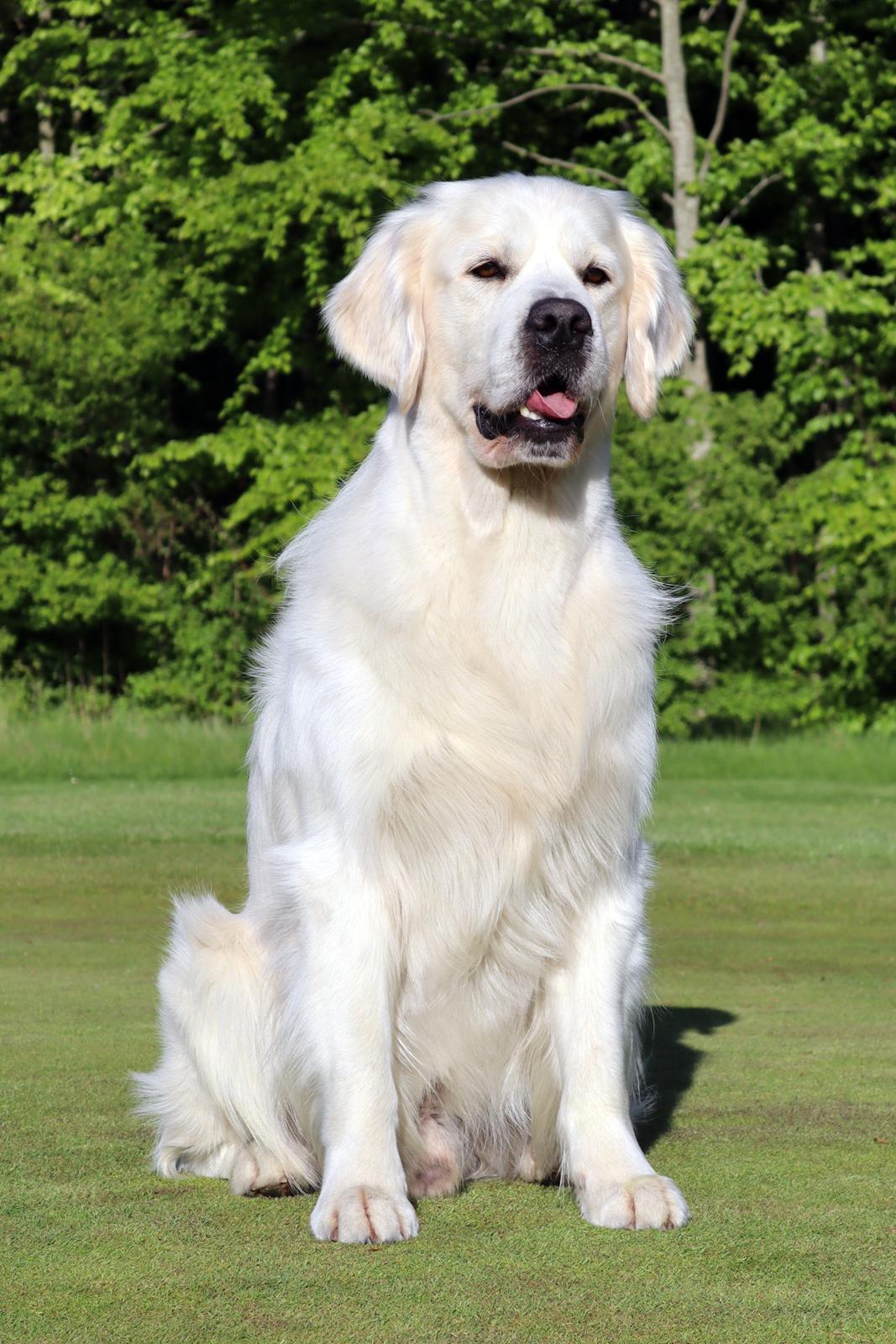 Golden retriever Goldenmermaid's Trentino - Goldenmermaid's Trentino 3 år billede 2