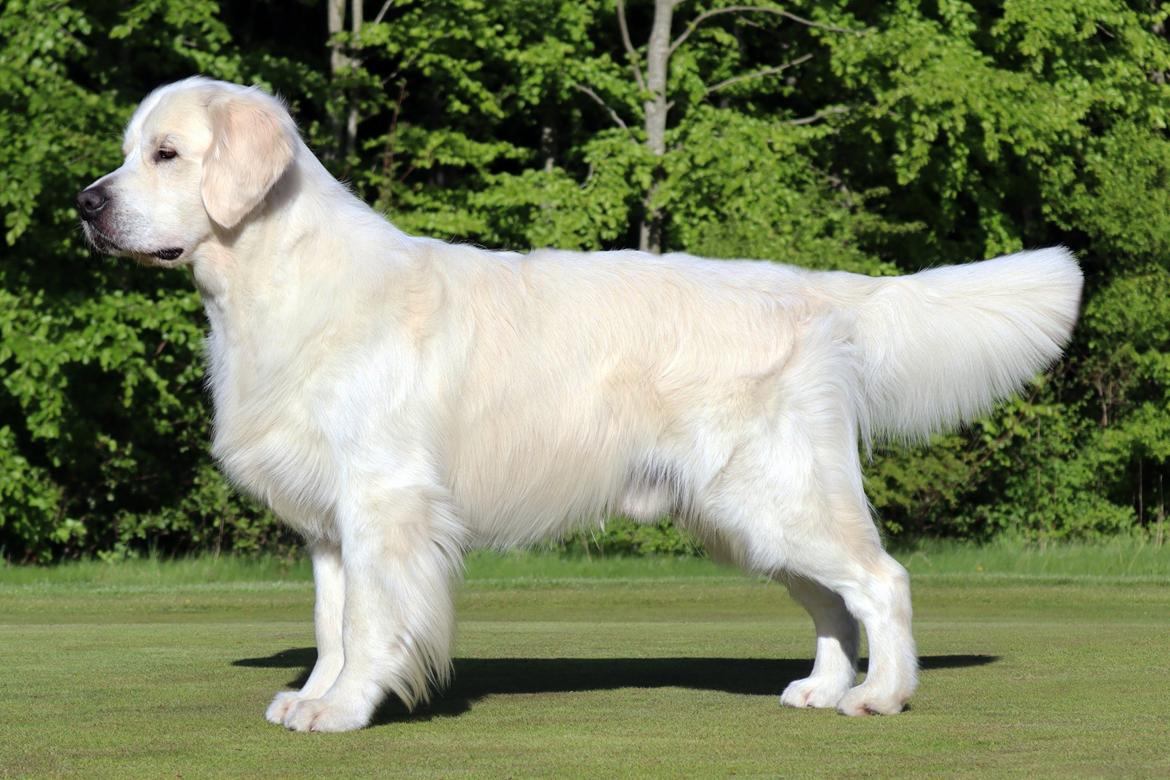 Golden retriever Goldenmermaid's Trentino - Goldenmermaid's Trentino 3 år billede 1