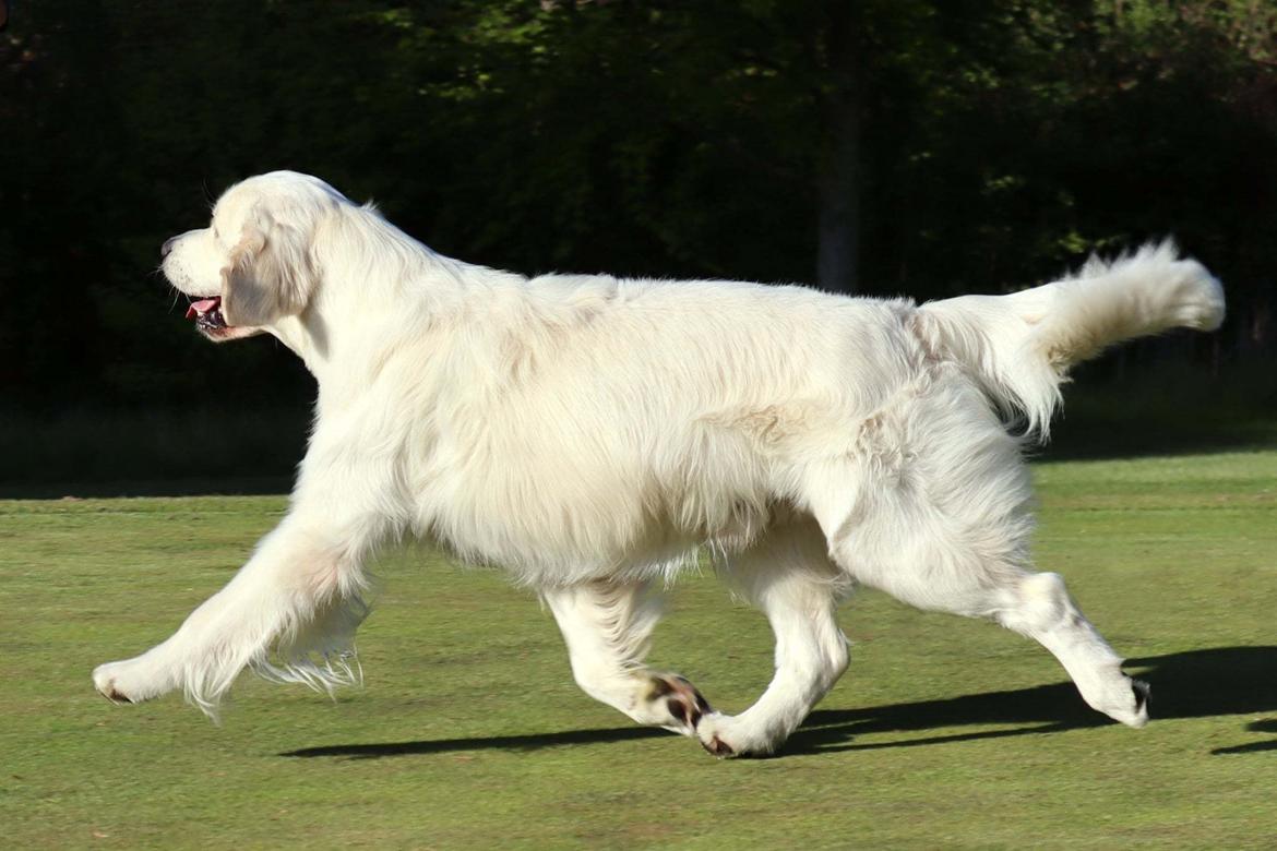 Golden retriever Goldenmermaid's Trentino billede 3