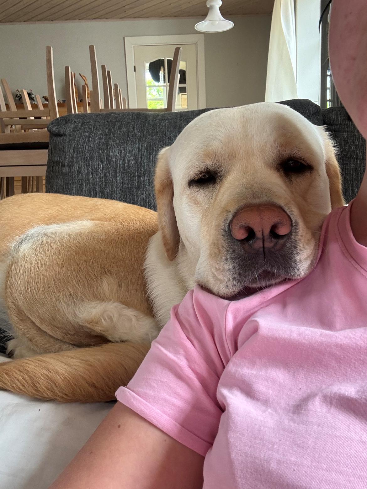 Labrador retriever Zitta billede 14