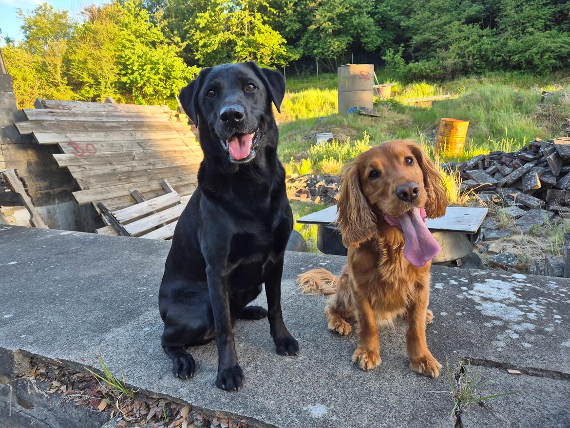 Labrador retriever Græskar * 16 03 2021 -  billede 22