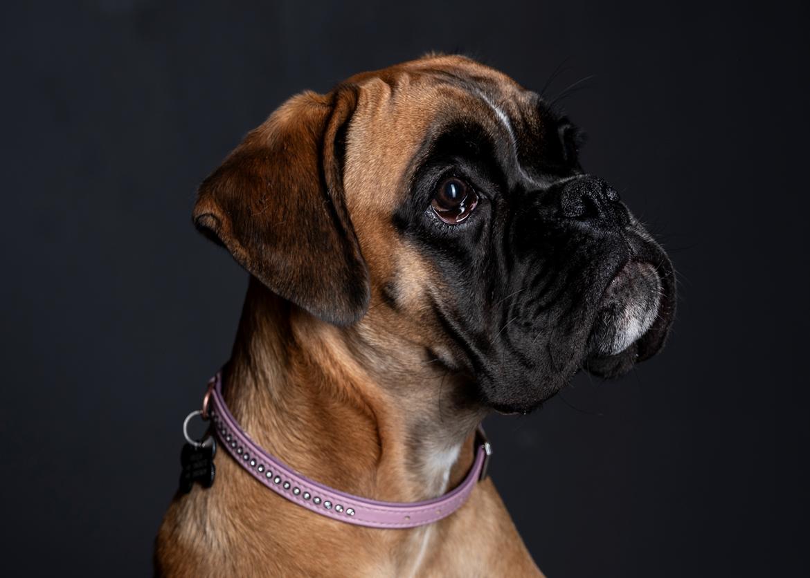 Boxer Elvira Madigan (Freja) billede 4
