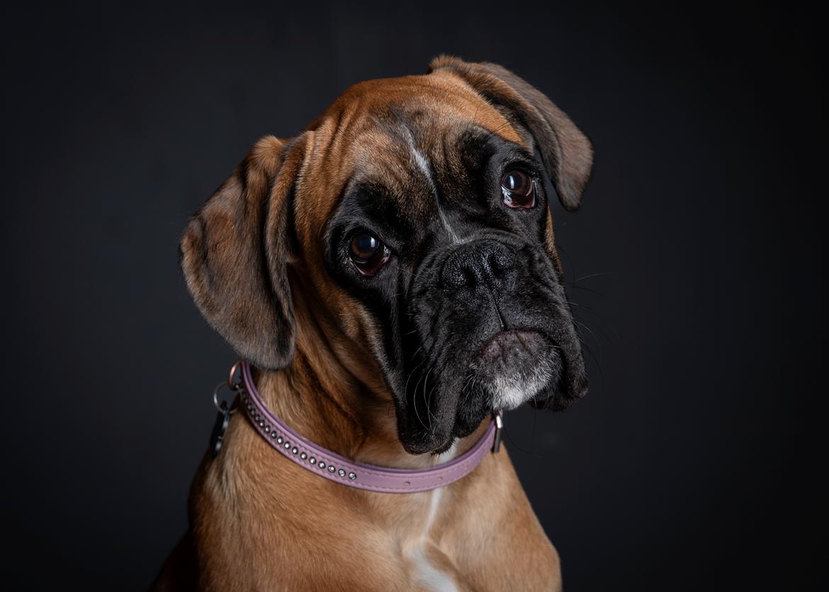 Boxer Elvira Madigan (Freja) billede 5