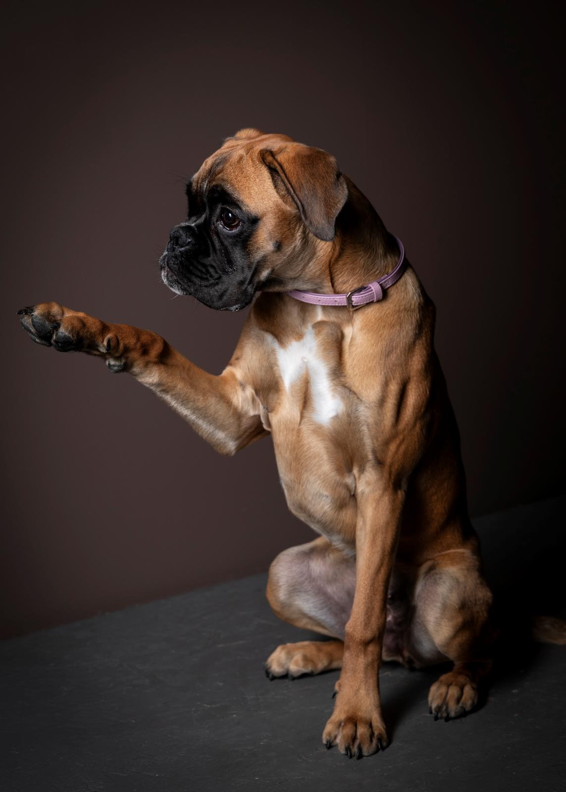 Boxer Elvira Madigan (Freja) billede 6