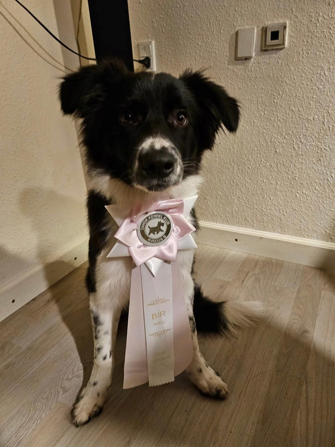 Border collie Woody  billede 1