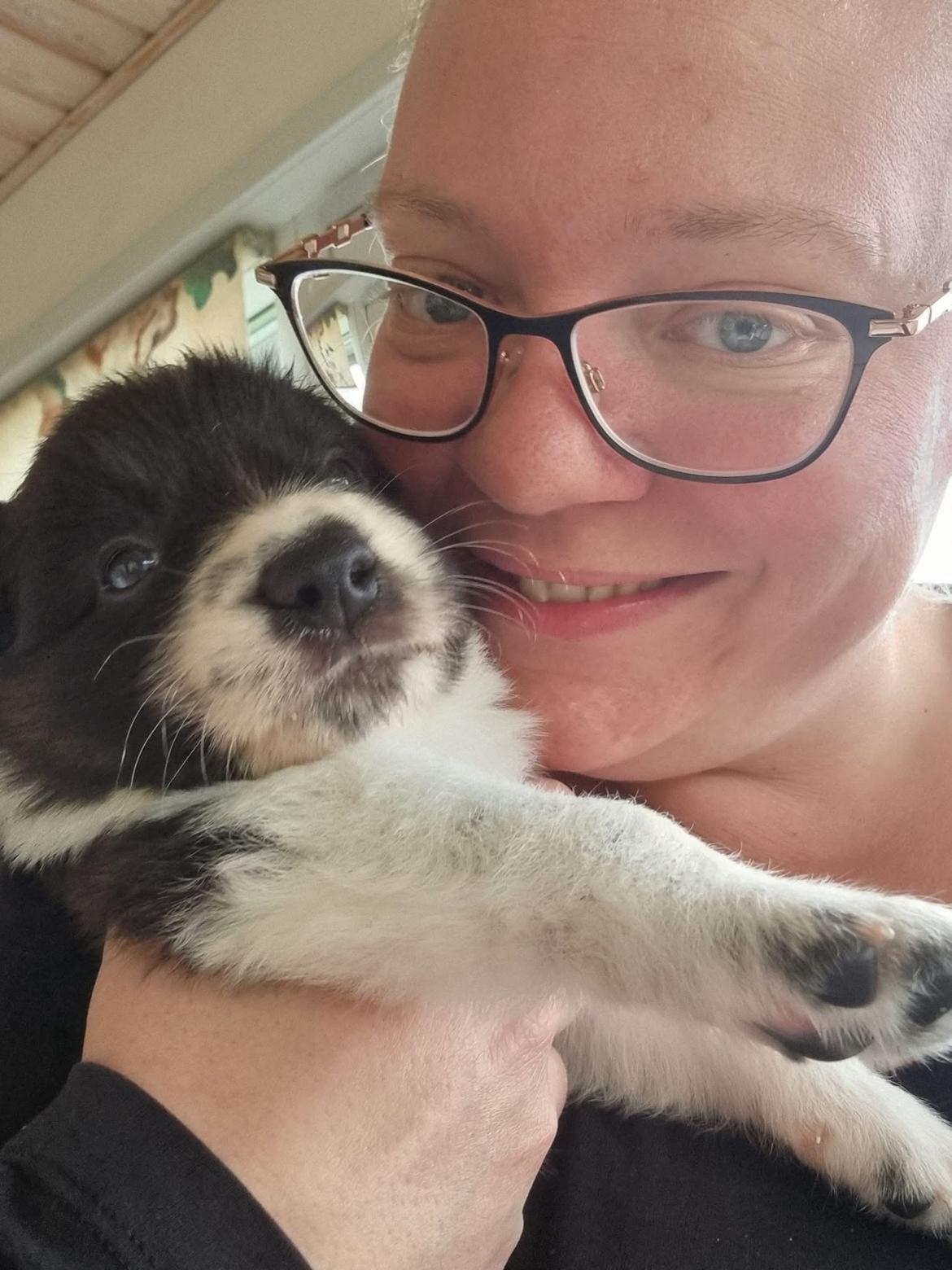 Border collie Woody  billede 2