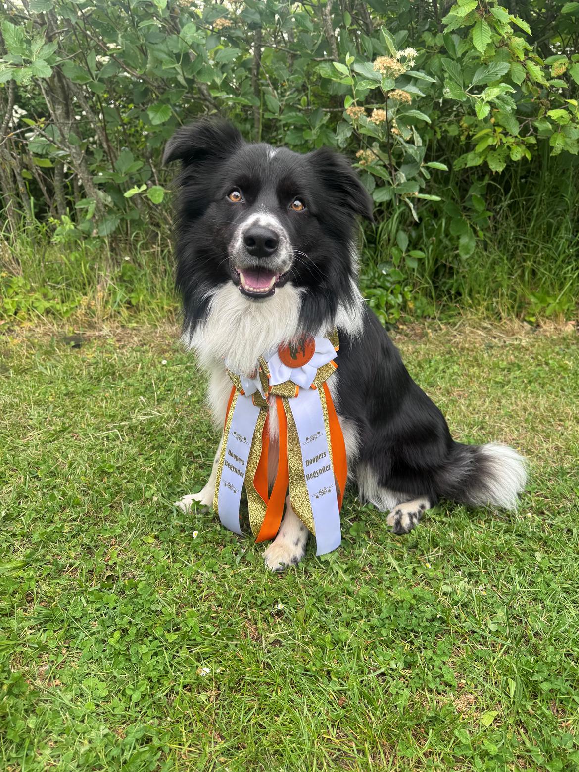 Border collie Woody  billede 3