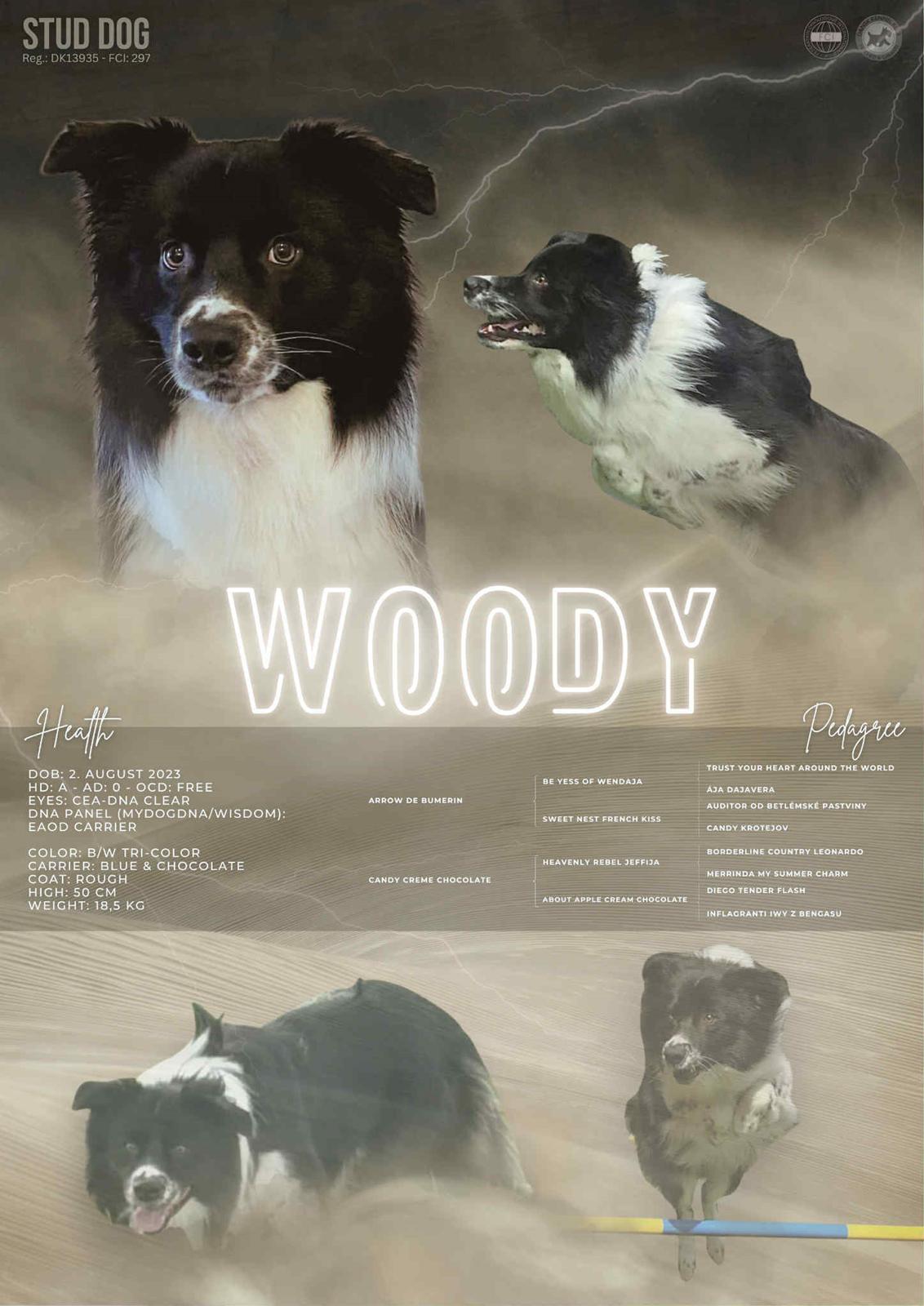 Border collie Woody  billede 4
