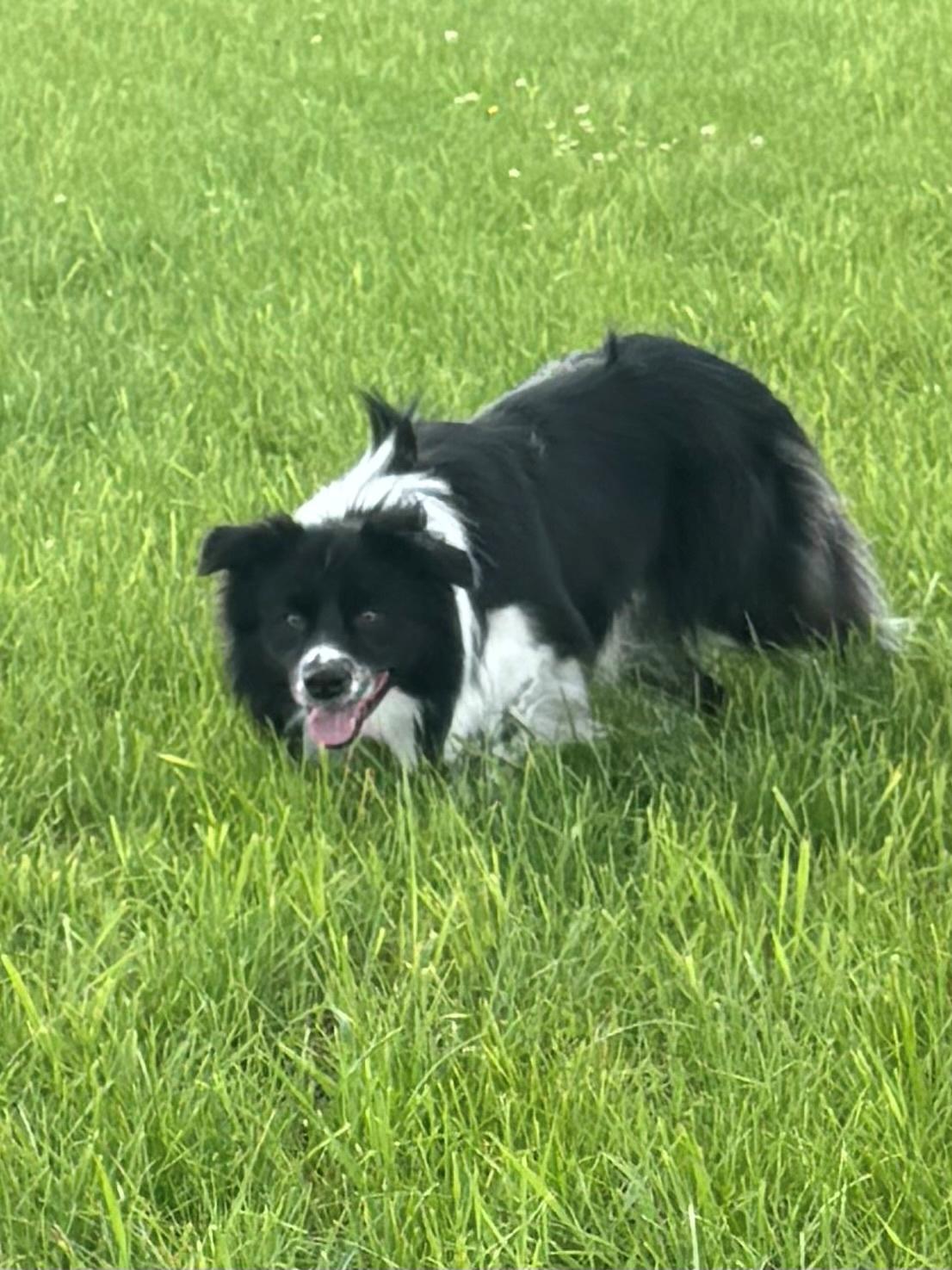 Border collie Woody  billede 6