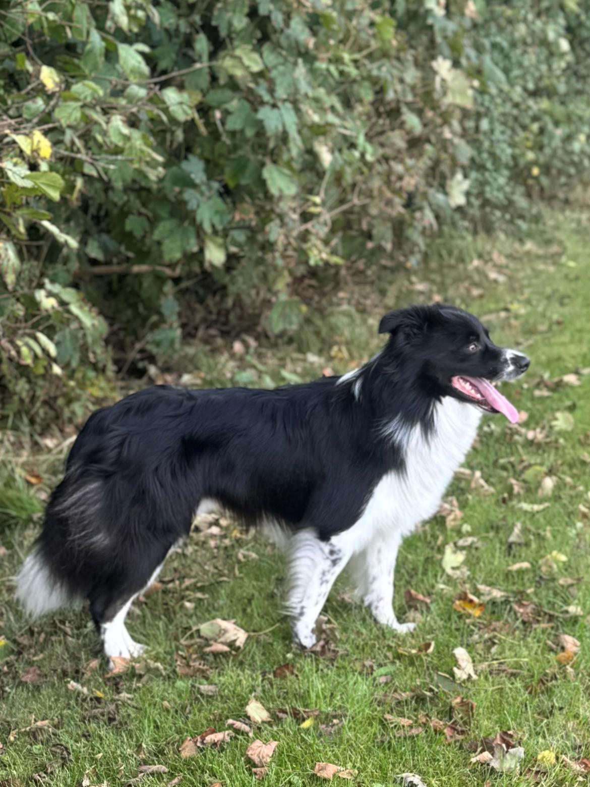 Border collie Woody  billede 5