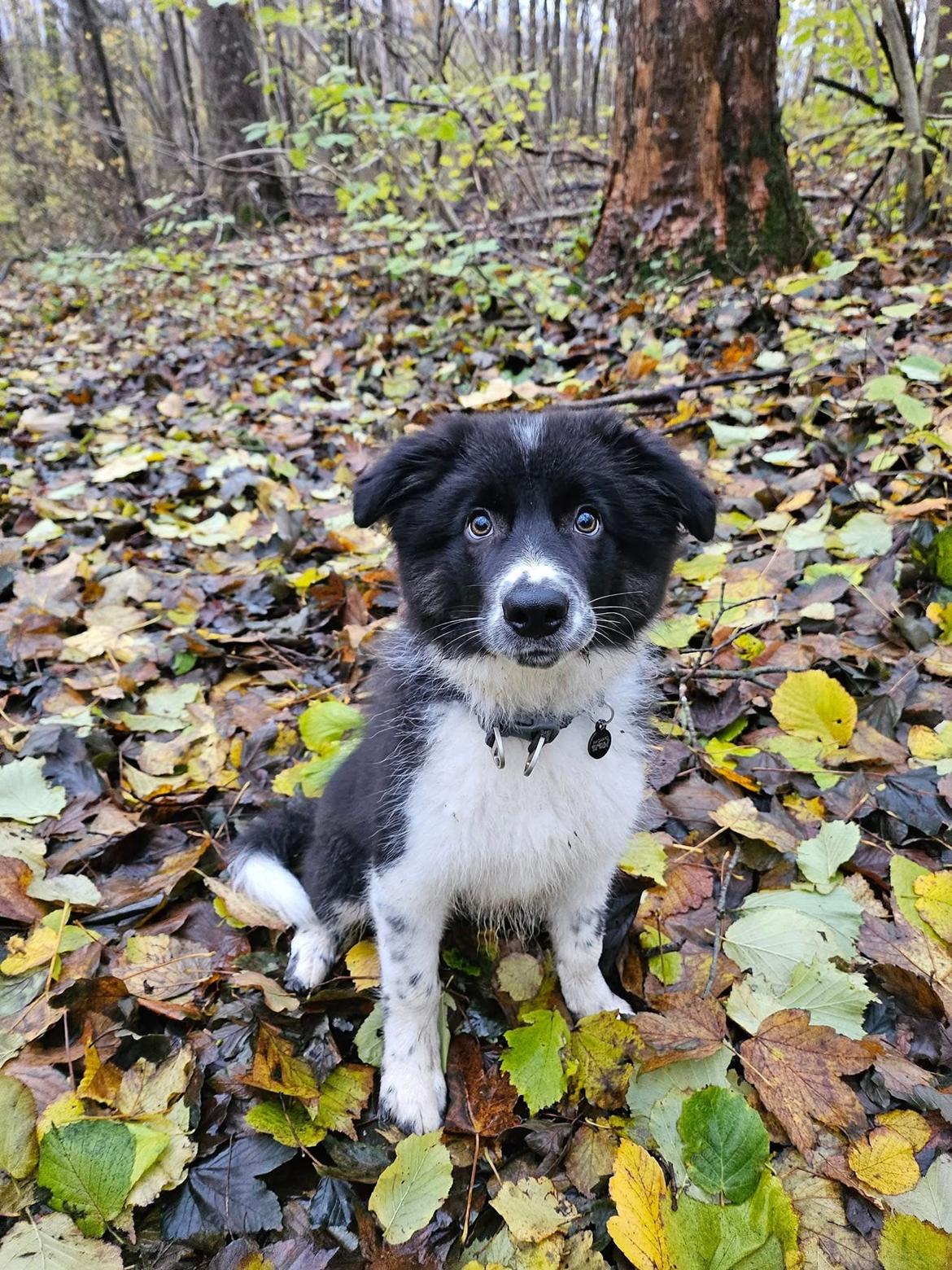 Border collie Woody  billede 7