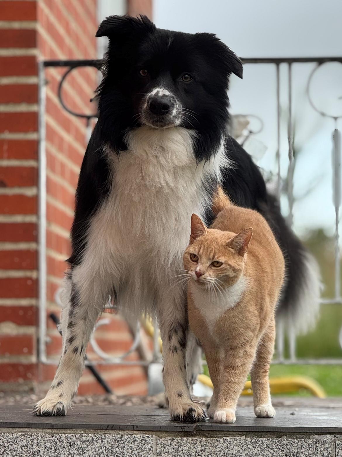 Border collie Woody  billede 8