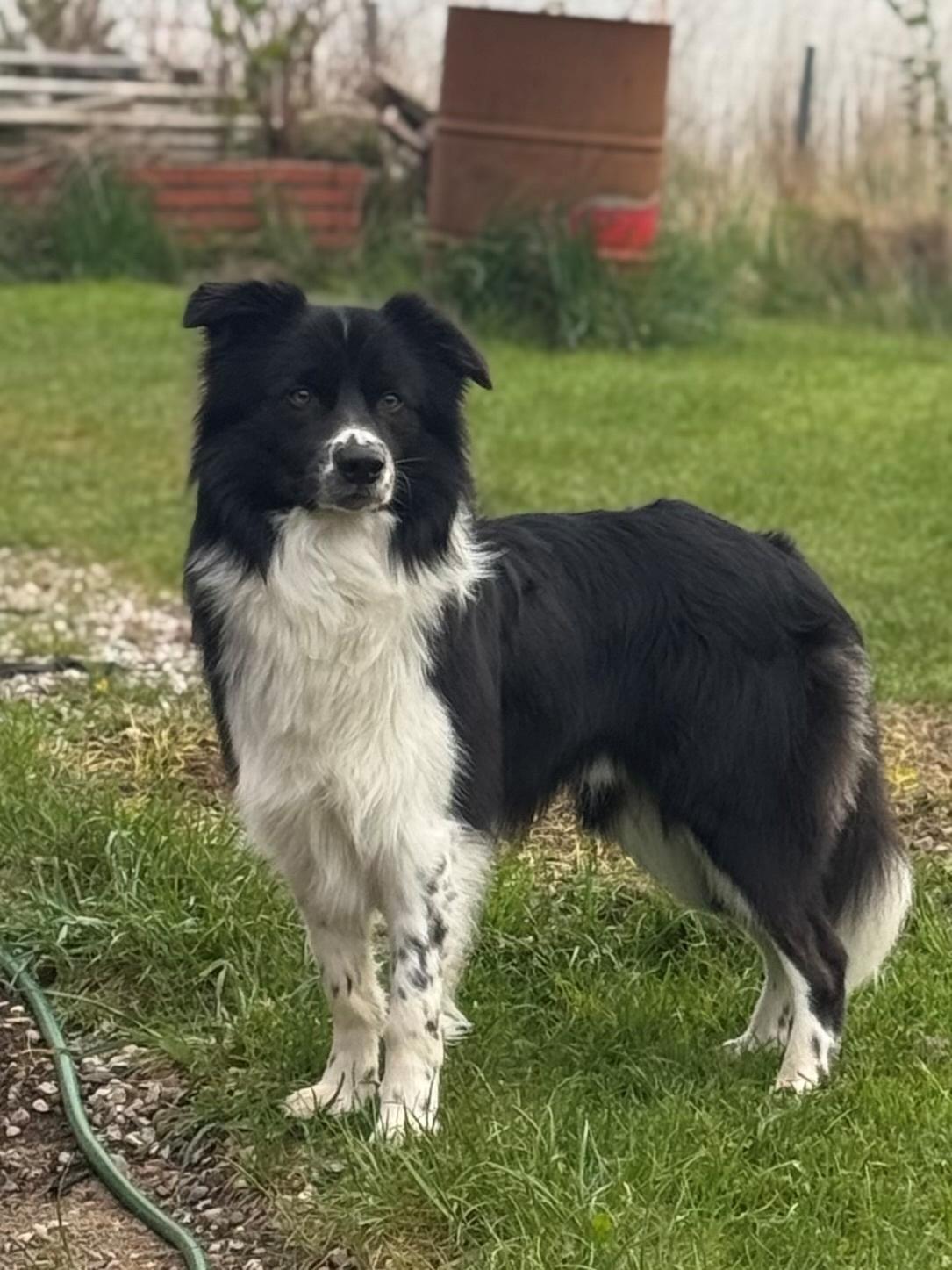 Border collie Woody  billede 9